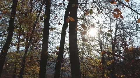 Sunset through branches and lake 스톡 동영상 141859321