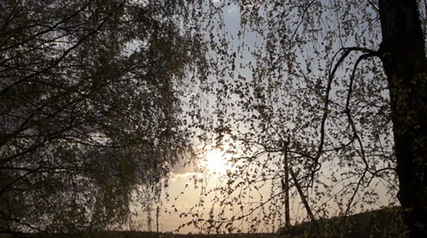 Sunset through the branches of a birch Stockbeeldmateriaal 37833344