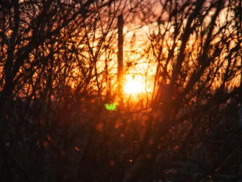 The sunset through the branches in the early spring. Natural background. Stock Photos