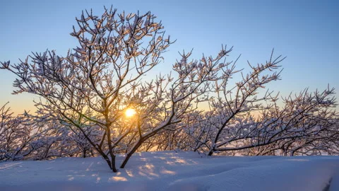Sunset through the branches. Stock Footage 124602988