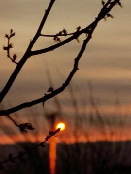 Sunset Through Branches Foto stock