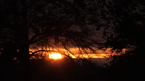 Sunset through branches of tree in countryside in England UK 4K Stock Footage 170139269