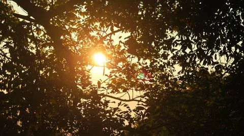 Sunset through the branches of a tree in the rays of the setting sun Stock Photos