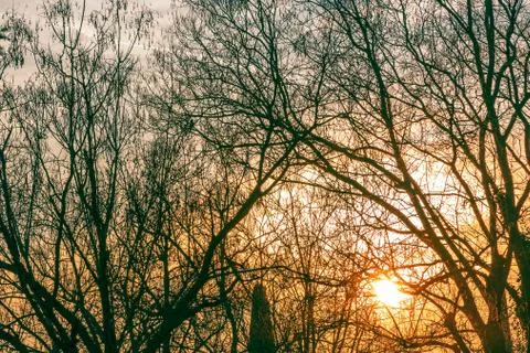 Sunset through the branches of trees. The sun. Winter time. Backlighting. Stock Photos