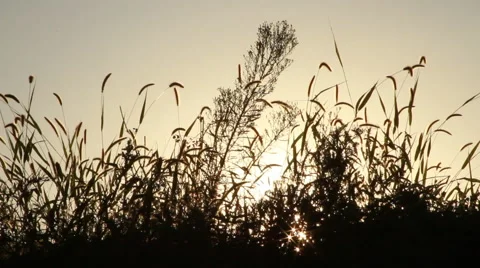 Sunset through brush Stock Footage 46832938