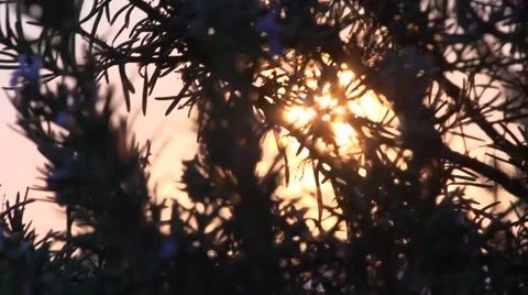 Sunset Through The Bushes Stock Footage 49744185