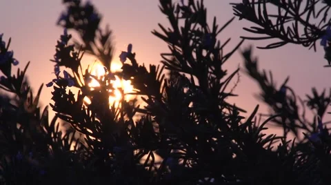 Sunset Through The Bushes Stock Footage 49746057