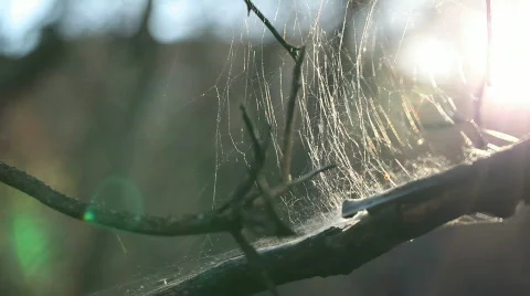 Sunset through Cobwebb Video stock 821879