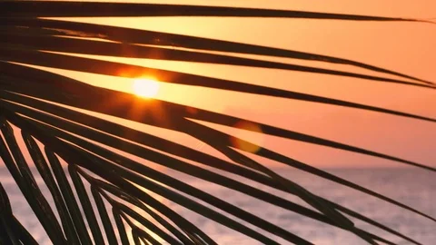 Sunset through coconut palm tree leaf silhouette Vidéo 82466241