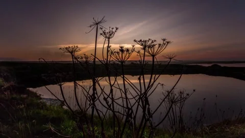 Sunset through Cow Parsley over water in Orkney 4k Time Lapse Video stock 253323093