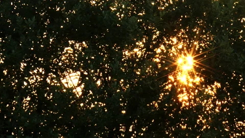 Sunset through the crown of trees Stock Footage 94954147