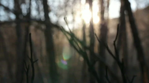 Sunset through dead trees Stock Footage 821874