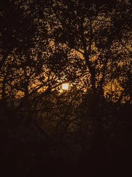 Sunset Through Dense Tree Silhouettes in Rural Forest Stock Photos