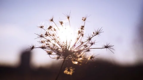 Sunset through dry grass near the lake Stock-Footage 85688030