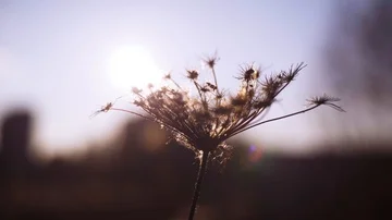 Sunset through dry grass near the lake 스톡 동영상 85688032