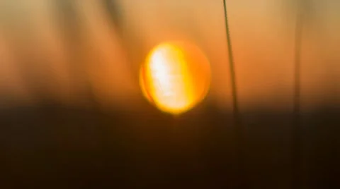 Sunset Through the Ears Stock Footage 67463608