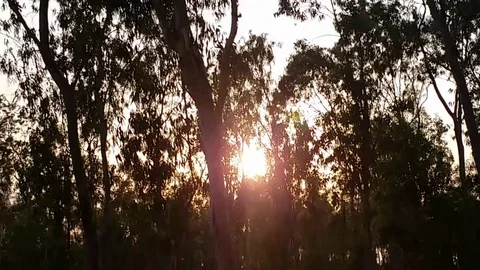 Sunset through Eucalyptus Forest Stock Footage 108899438