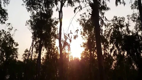 Sunset through Eucalyptus Forest Stock Footage 108899606