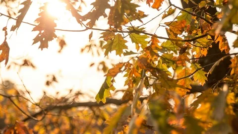Sunset through fall leaves Stock Footage 100138739