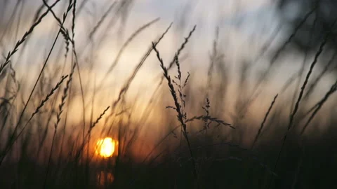 Sunset through the field grasses Stock Footage 156794942