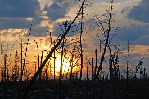Sunset Through a Fire Devastated Landscape Stockfoto's