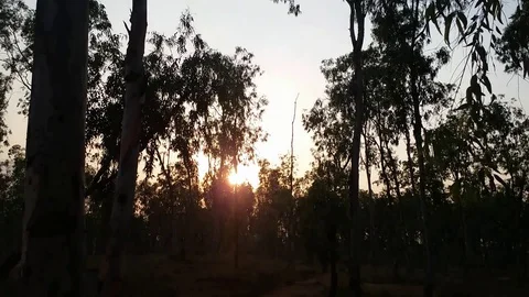 Sunset through Forest Stock Footage 107673675