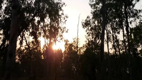 Sunset through Forest Stock Footage 108900279