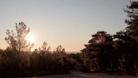 Sunset Through the Forest Stock Footage 282935667