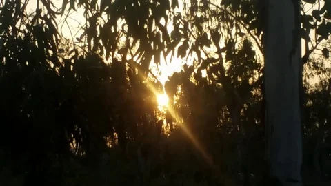 Sunset through Forest Leaves Stock Footage 108776771