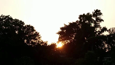 Sunset through Forest tree Stock Footage 108745708