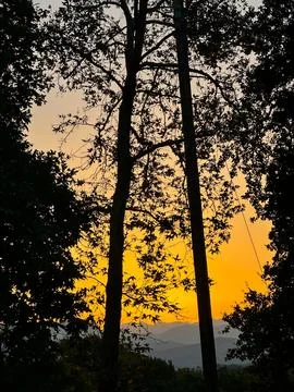 Sunset Through Forest Trees Over a Mountain Valley Stock Photos