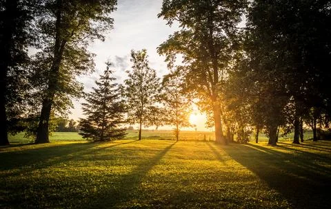 Sunset through Forest trees Stock Photos