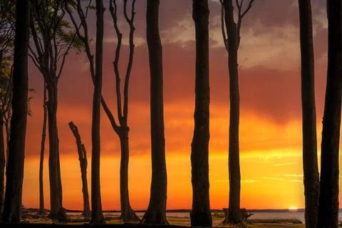 Sunset Through Forest Trees Stock Photos