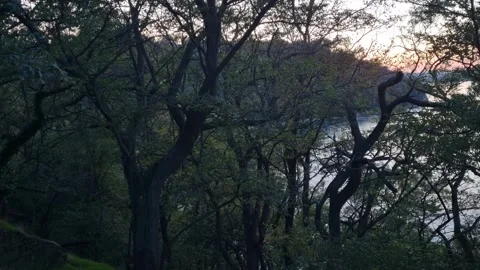 Sunset through forest trees with river view in background Stock Footage 320455466