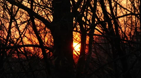 Sunset through Forest Trees Time Lapse HD Stock Footage 41573194