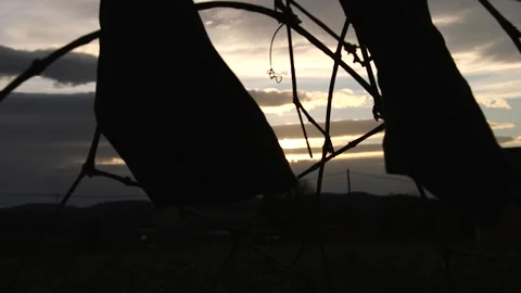 Sunset through the forest, windy day, beautiful Stock Footage 290354642