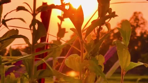 Sunset Through Garden Plants – Warm Nature Glow Stock Footage 307951098
