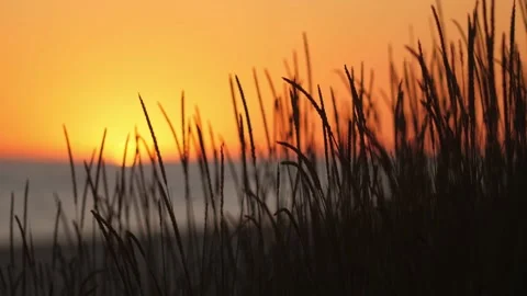 Sunset Through the Grass at the Beach Stock Footage 162784894