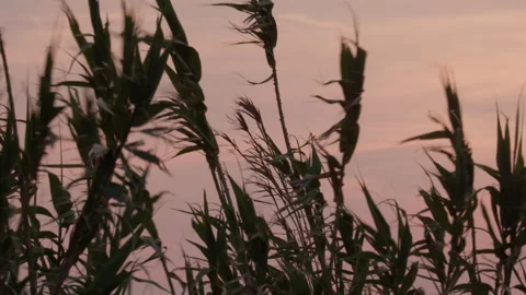 Sunset through grass blades Stock Footage 270063640