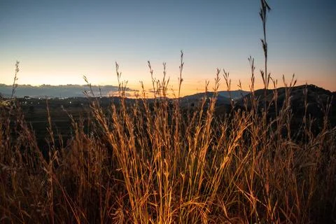 Sunset Through Grass at El Diente in Zapopan, Jalisco Stock Photos