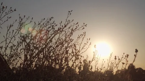 Sunset through grass in field Vídeo Stock 129173611