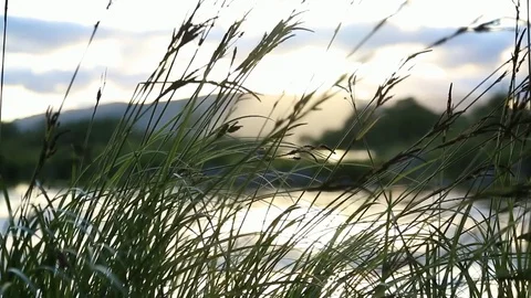 Sunset Through Grass Stock Footage 77425515