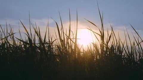 Sunset Through the Grass Video stock 91551107