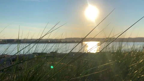 Sunset through grass Stock Footage 198946917