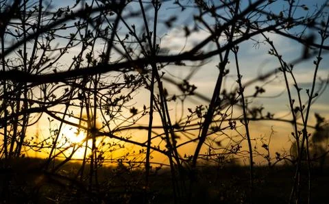 Sunset through the grass Stock Photos