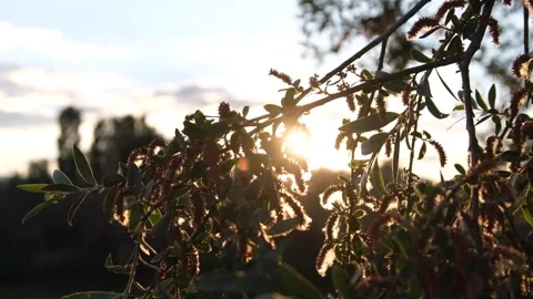 Sunset through green branches Stock Footage 293997429