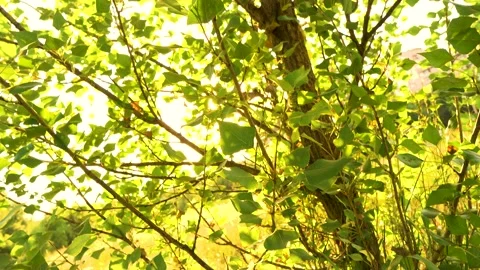 Sunset through green leaves of trees in hot summer Stock Footage 156285576