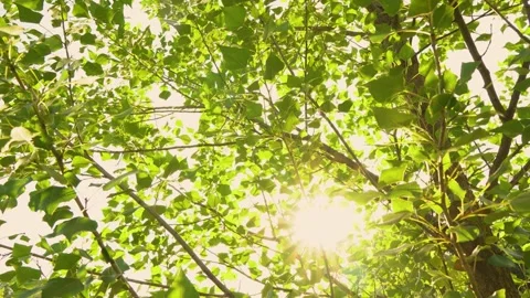Sunset through the green leaves of the trees Stock Footage 156285651