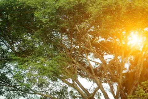 Sunset through the green trees Stock Photos