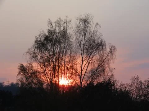Sunset through leafless trees Foto stock